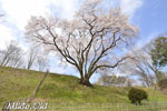 鉢形城の桜06