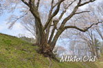 鉢形城の桜08