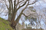 鉢形城の桜13