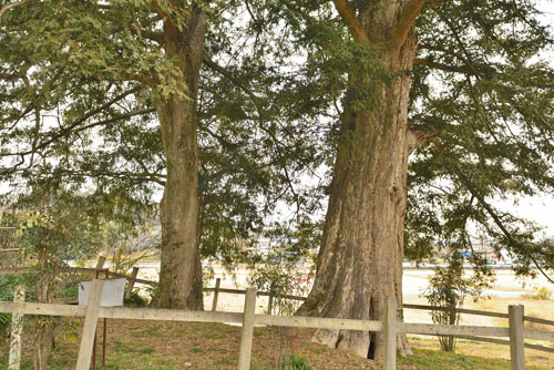 重輪寺の大かや-01