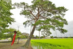 木立香取神社のアカマツ-02