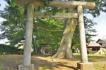 岡泉鷲神社のケヤキ-07