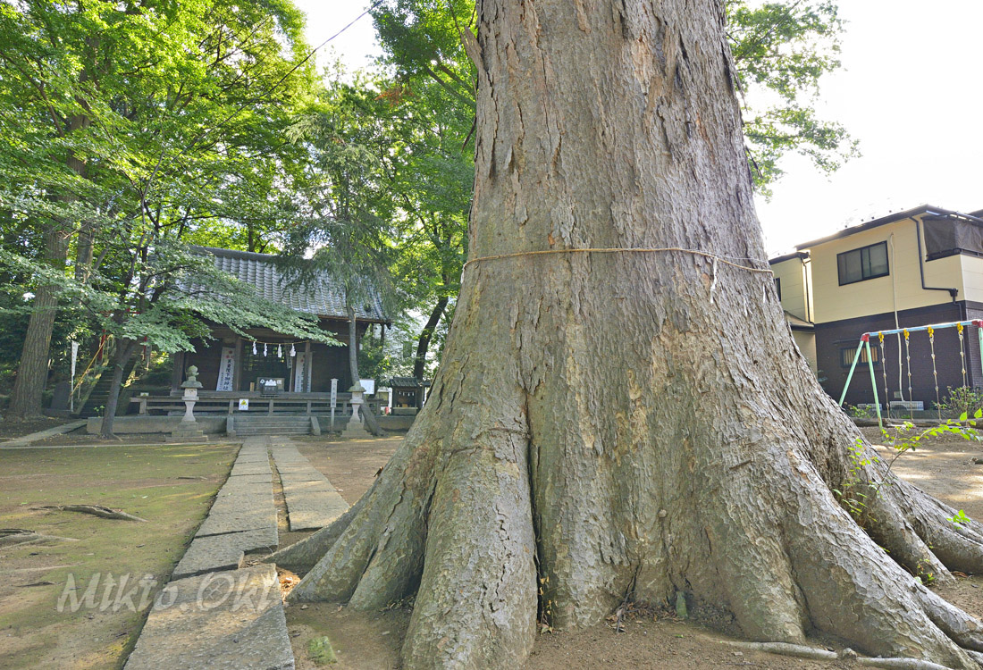 けやき総玉杢テーブル 樹齢1300年歩んだ 御神木クラスに匹敵する位 part２ けやき総玉杢テーブル 樹齢1300年歩んだ 御神木クラスに匹敵する