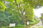 岩槻城跡のケヤキ-03