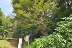 岩槻城跡のケヤキ-04