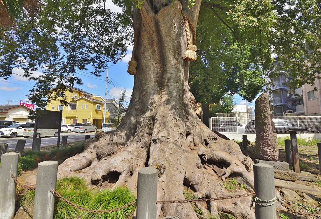 埼玉県の巨木 砂の大ケヤキ
