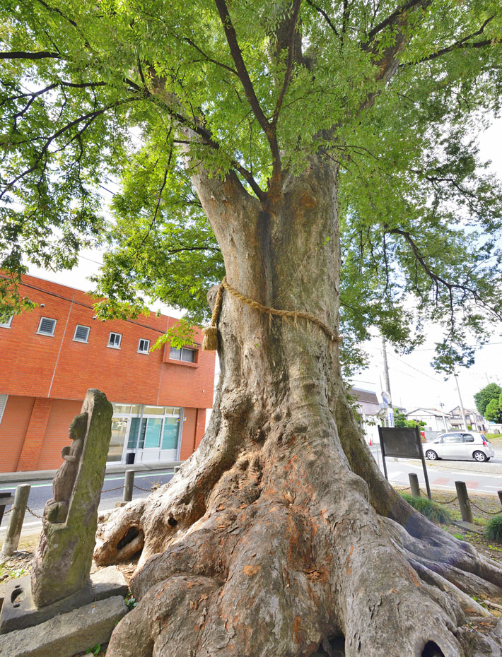 埼玉県の巨木 砂の大ケヤキ