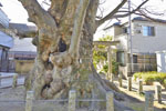 大久保の大ケヤキ-06
