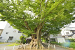 大久保の大ケヤキ-04