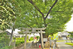 大久保の大ケヤキ-05