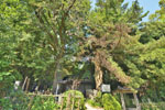 塚本薬師堂のイヌマキ-03