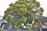 法光寺のスダジイ-02