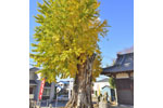 杉戸愛宕神社のイチョウ-02