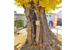 杉戸愛宕神社のイチョウ-04