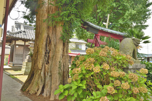 杉戸稲荷神社のカヤ-01