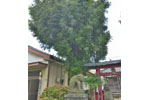 杉戸稲荷神社のカヤ-03