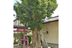 杉戸稲荷神社のカヤ-04