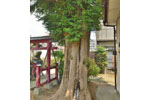 杉戸稲荷神社のカヤ-05