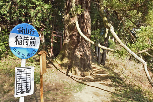 越沢稲荷の大スギ-01