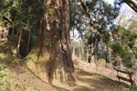 越沢稲荷の大スギ-04