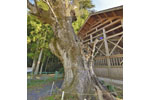 大附日枝神社の大欅-03