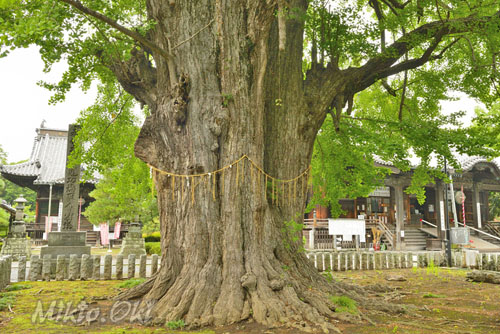 鑁阿寺のイチョウ-01