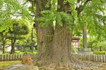 鑁阿寺のイチョウ-05