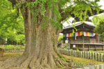 鑁阿寺のイチョウ-09