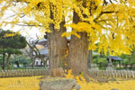 鑁阿寺のイチョウ-06