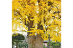鑁阿寺のイチョウ-07