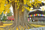 鑁阿寺のイチョウ-13