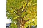 鑁阿寺のイチョウ-06
