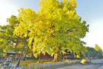 鑁阿寺のイチョウ-11