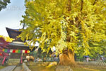 鑁阿寺のイチョウ-13