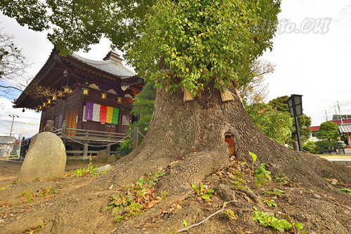 龍泉寺のクスノキ-01