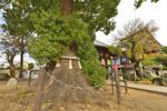 龍泉寺のクスノキ-02