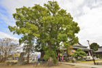 龍泉寺のクスノキ-03