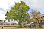 龍泉寺のクスノキ-04