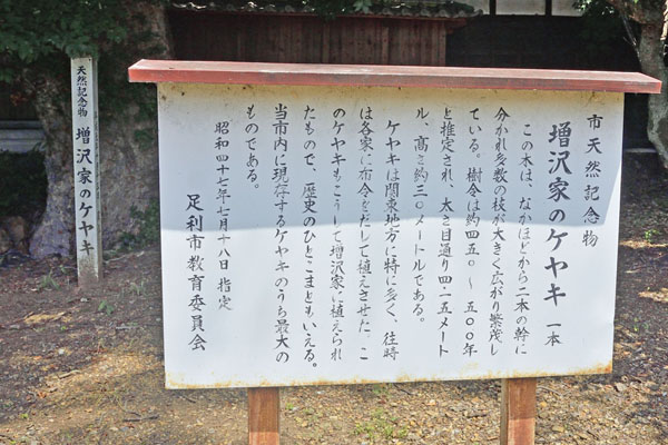 cm-増沢家のケヤキ-01