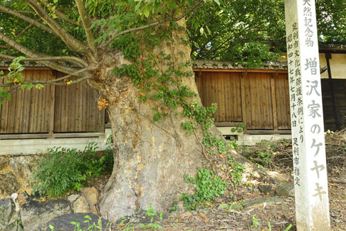 増沢家のケヤキ-01