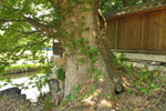 増沢家のケヤキ-02