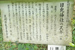 名草日光神社のスギ-09