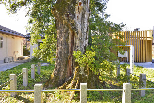 正蓮寺のカヤ-01