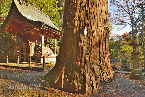 松田神社のスギ-01