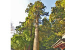 松田神社のスギ-05