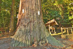 松田神社のスギ-06