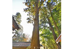 松田神社のスギ-08