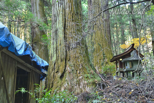 粟谷町山神社のスギ-01