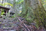粟谷町山神社のスギ-08