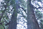 粟谷町山神社のスギ-13